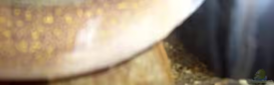 Becken 4171 von Killi