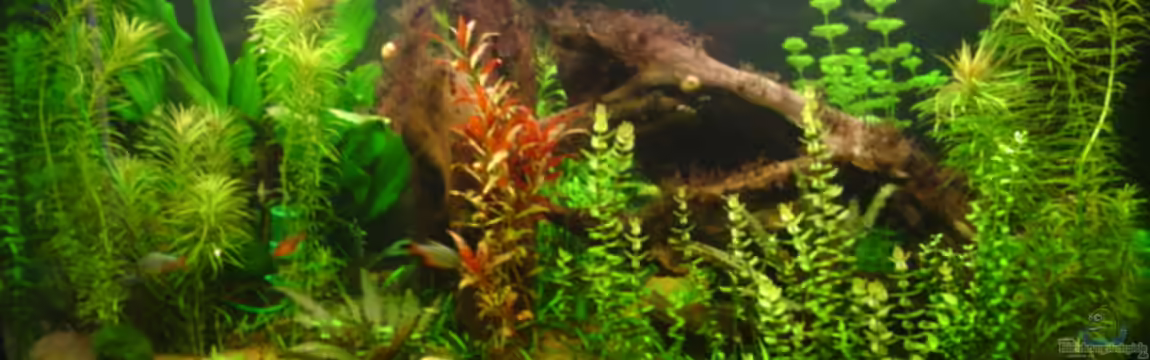 Becken 4188 von Steffen Heinzmann