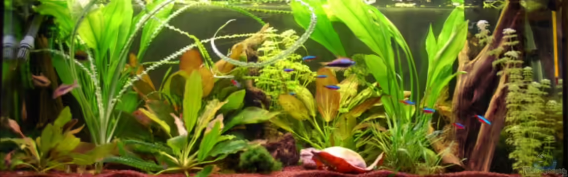 Becken 4194 von Andrea Gentzsch