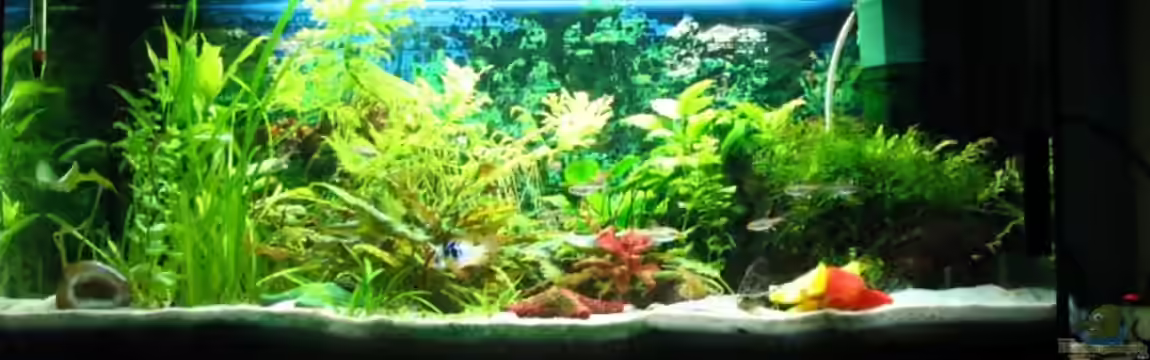 Becken 4197 von DerWolf