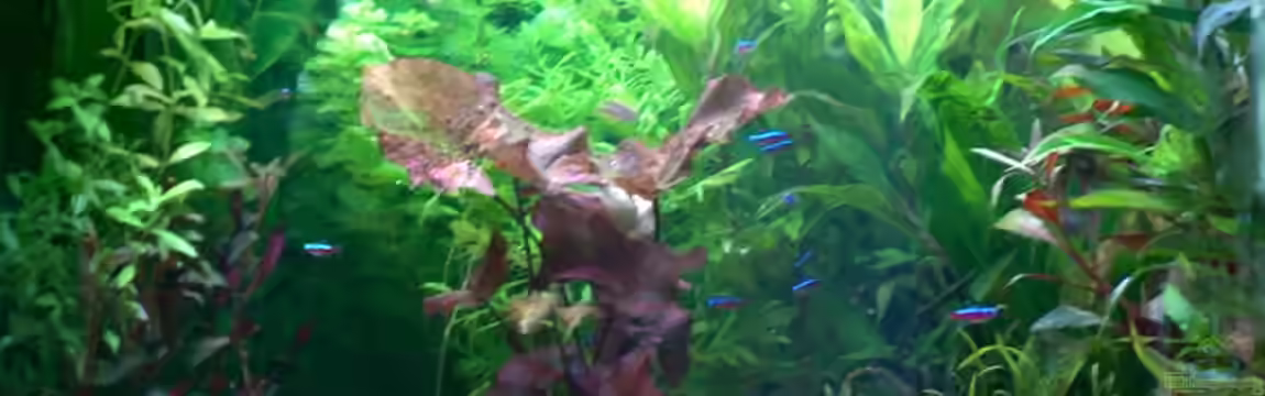 Becken 4198 von Karl Wefers