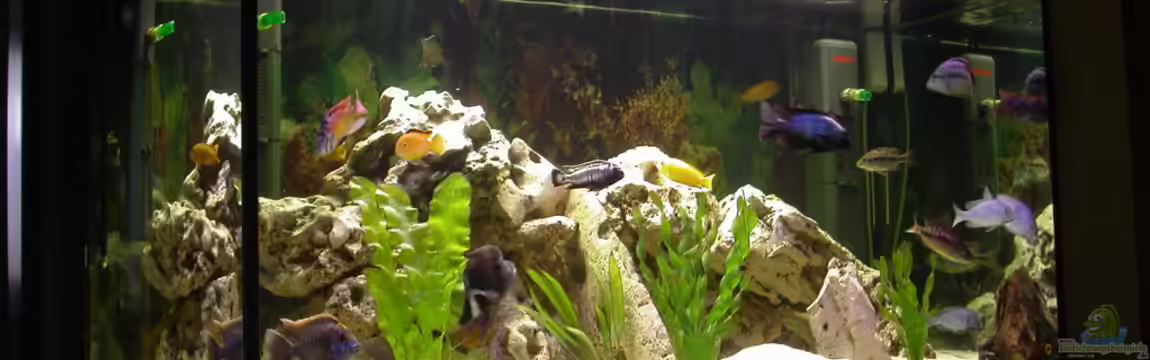 Becken 421 von Ralf Deingruber