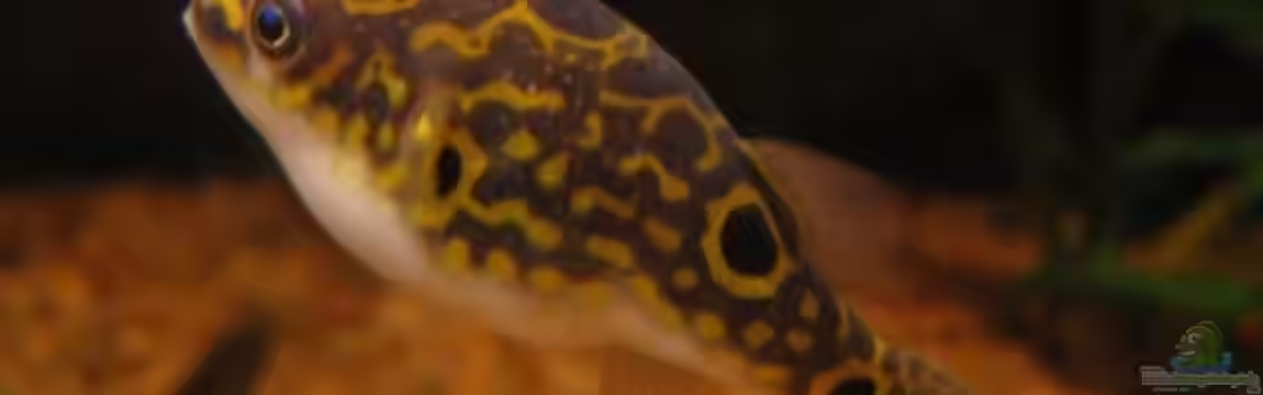 Becken 4213 von Jörg Tishler