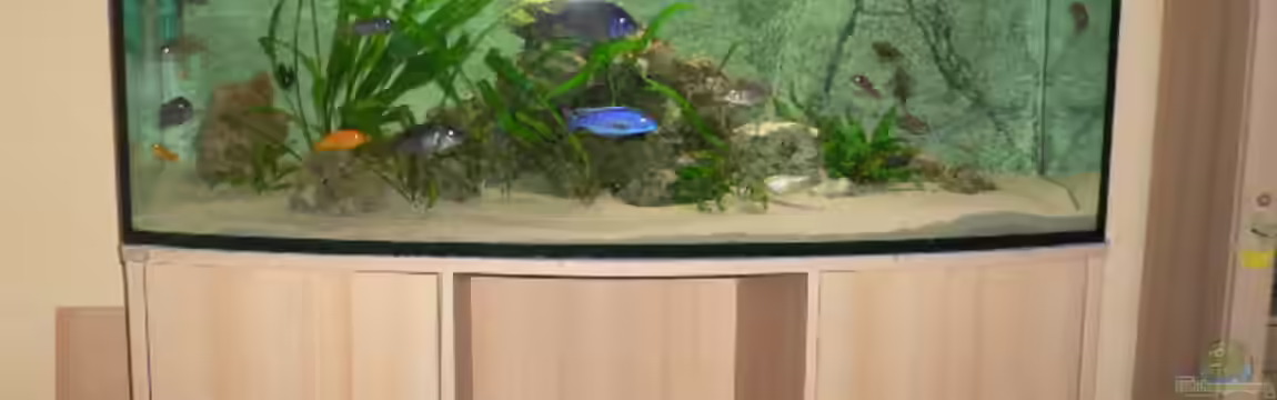 Becken 4223 von Mario Reining