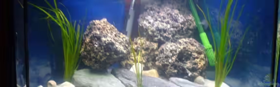 Becken 4229 von Mike Schümann