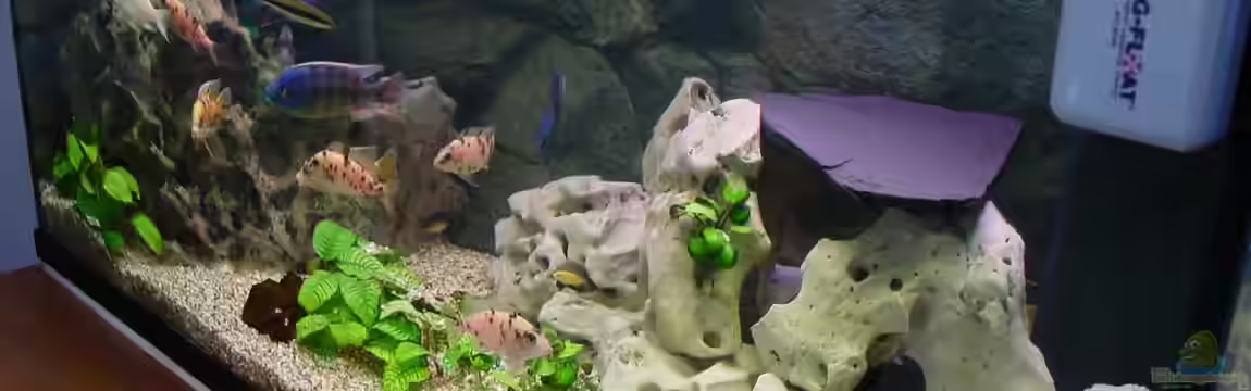 Becken 424 von Alex Bertram