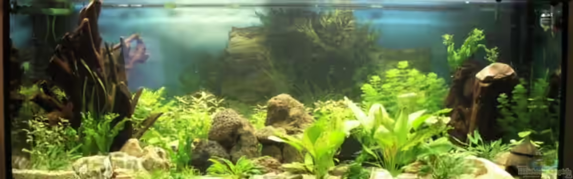 Becken 4243 von Berliner