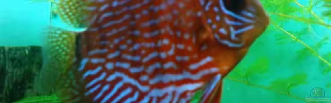 Becken 4244 von Tobias Höning