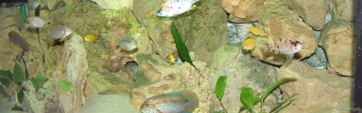 Becken 425 von Josef Schwarz