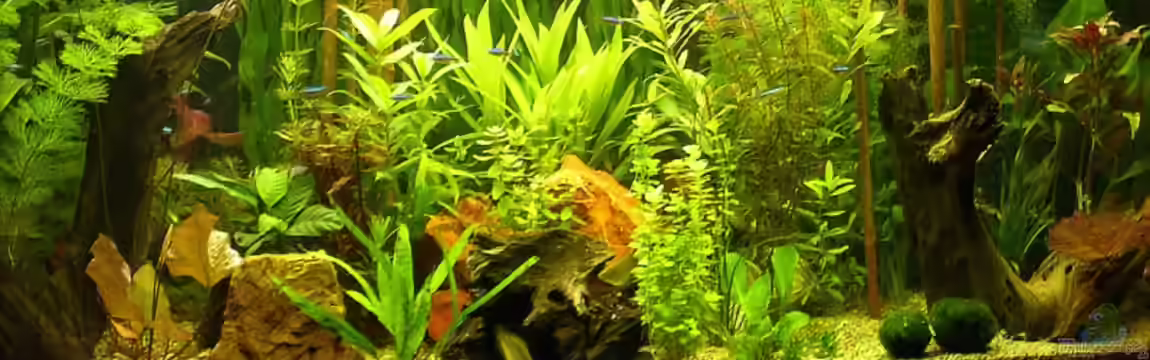 Becken 4257 von Ralf Schmitz