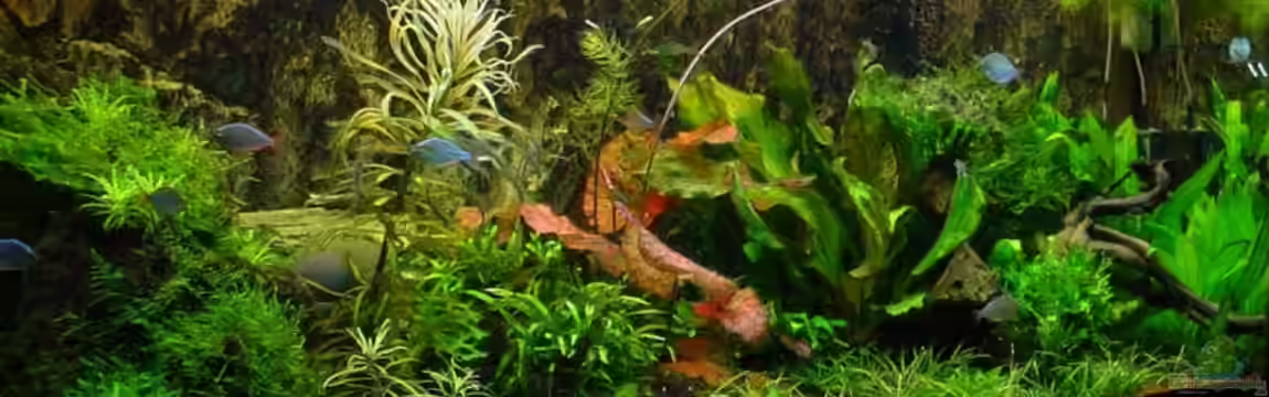 Becken 4261 von Sabine Stark