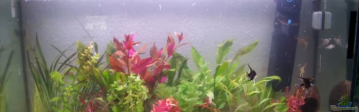 Becken 4266 von Robert Borowiak