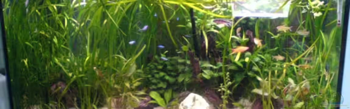 Becken 4290 von Oliver Röder