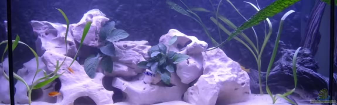 Becken 4293 von Roland Krausgruber