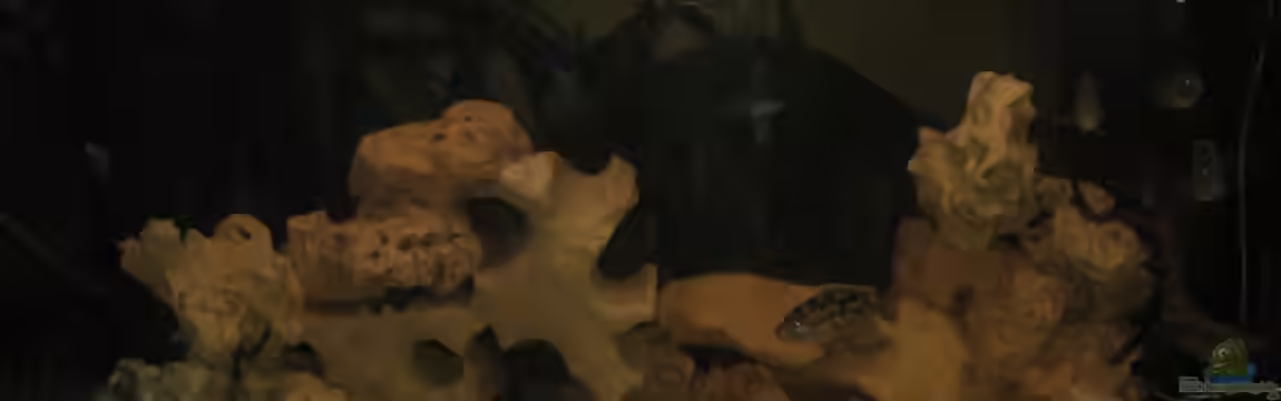 Becken 4295 von Christian Eyl