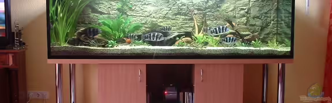 Becken 430 von Thomas Pieper