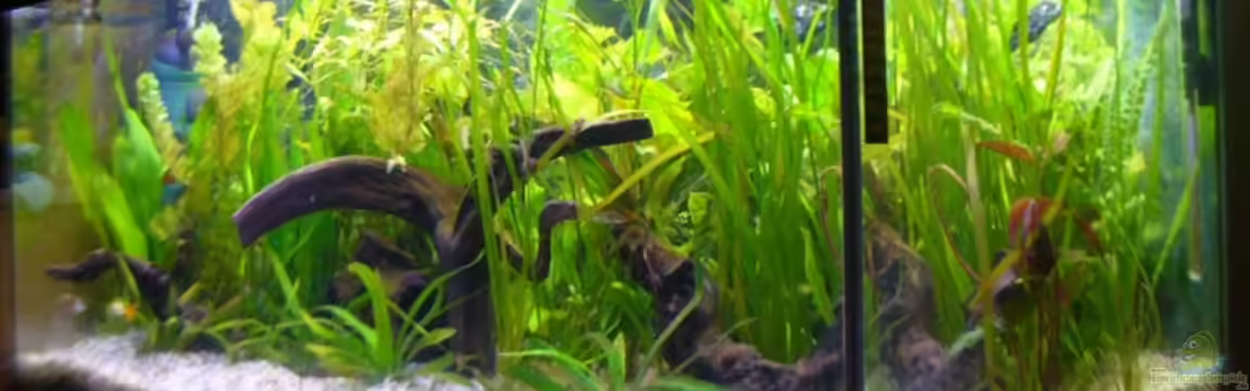 Becken 4311 von Daniela Rathgeb