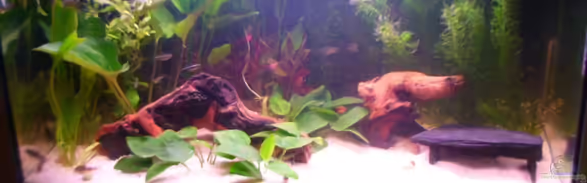 Becken 4319 von Daniela Rathgeb