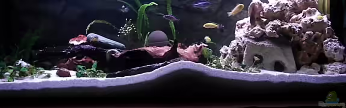 Becken 4355 von Thomas Wolf