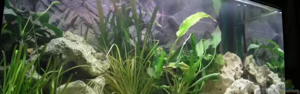 Becken 4373 von Holger Hofmann