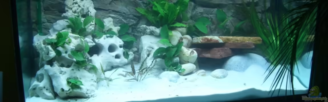 Becken 4378 von Henni Dampf