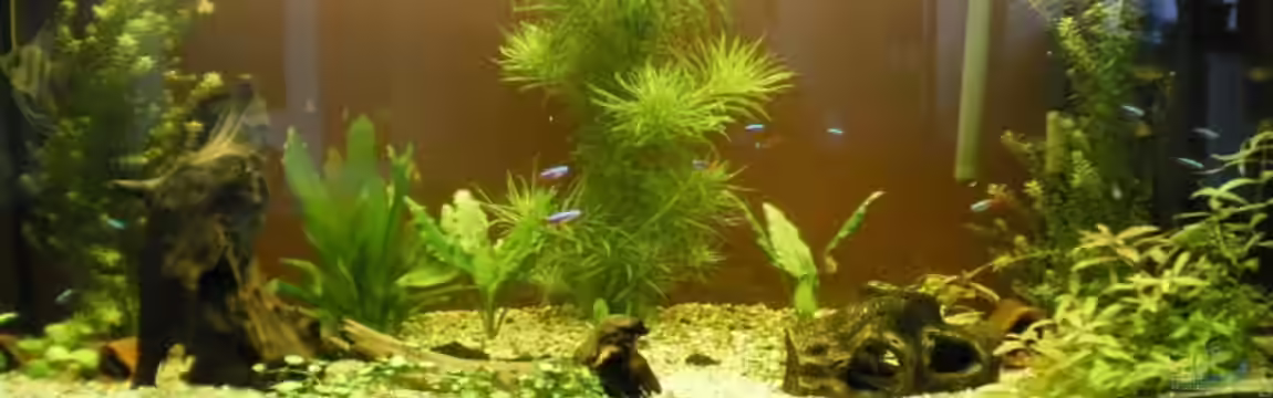 Becken 4379 von Bulsti