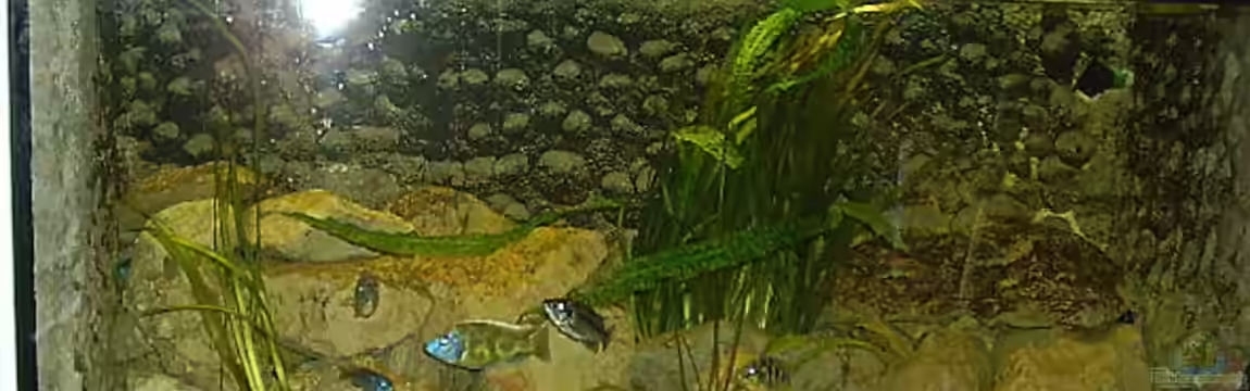 Becken 438 von Manfred Herget