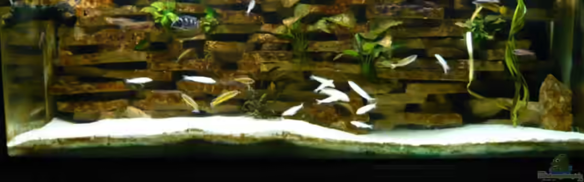 Becken 4383 von Rolf Meyer