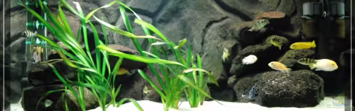 Becken 4385 von boehmo