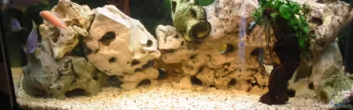 Becken 439 von Joerg Sommer