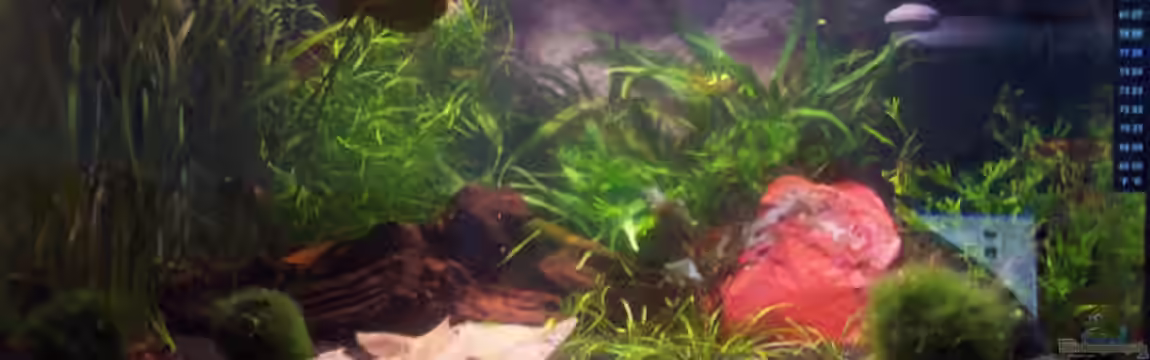 Becken 4393 von Kirsten Bishay