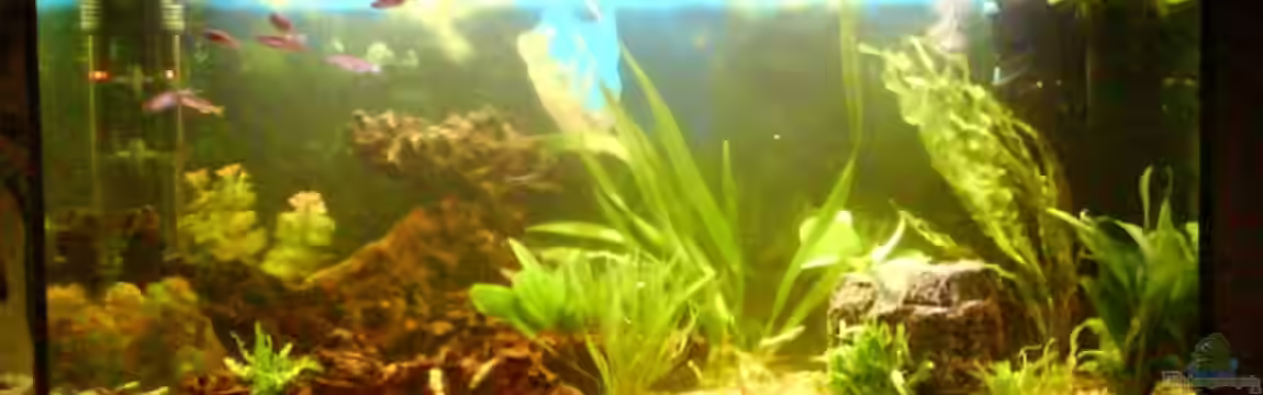 Becken 4401 von David Hübner