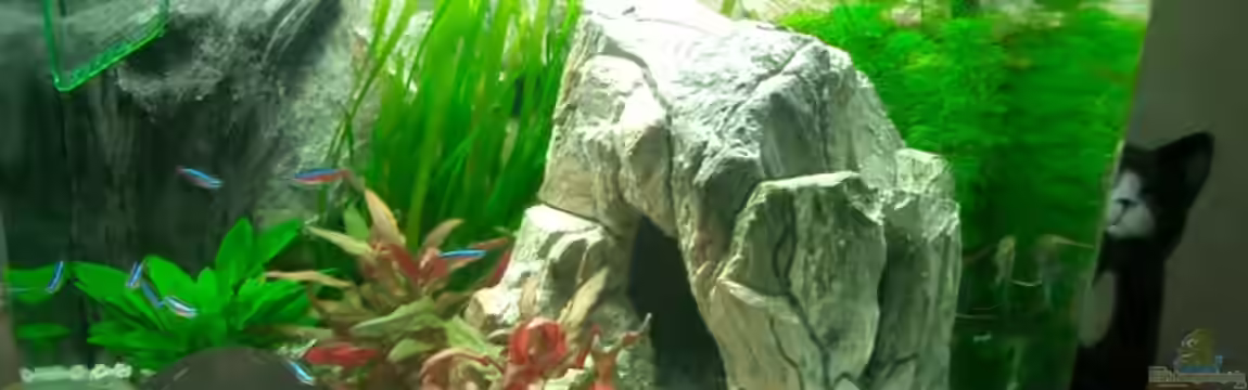 Becken 4414 von Peter Horzella