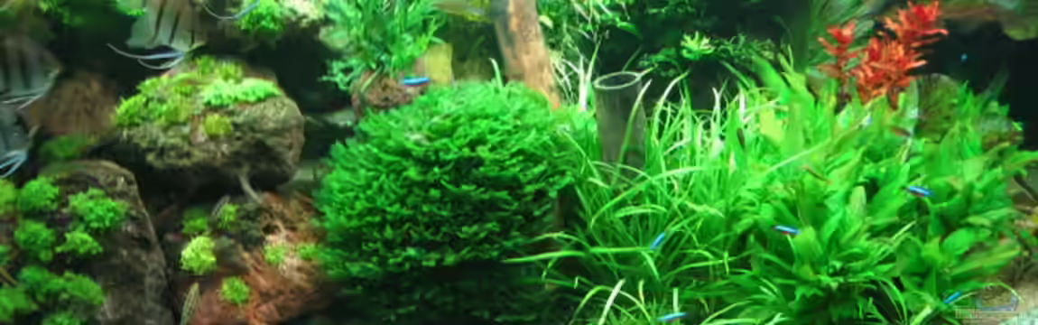 Becken 4417 von Thomas Johansson