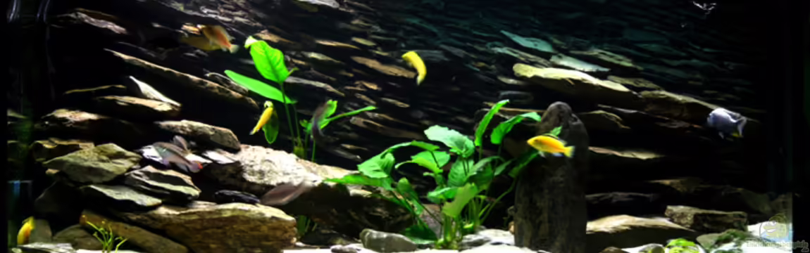 Becken 4437 von Markus Smak