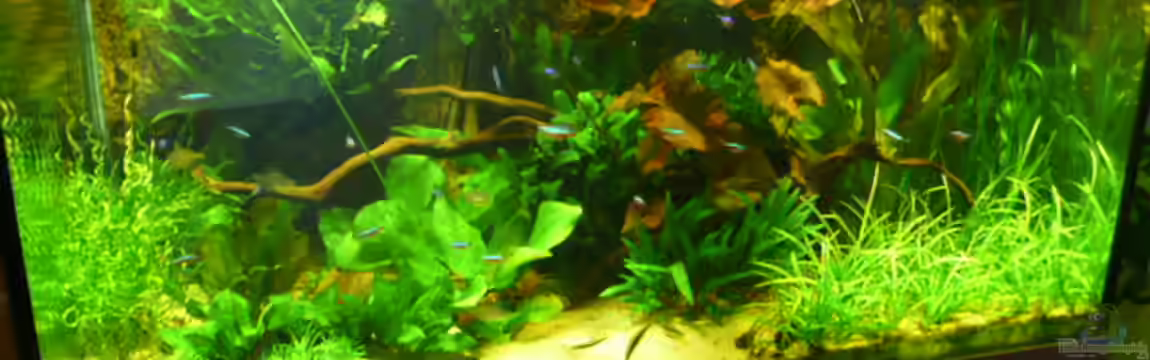 Becken 4438 von Josef Schachtner