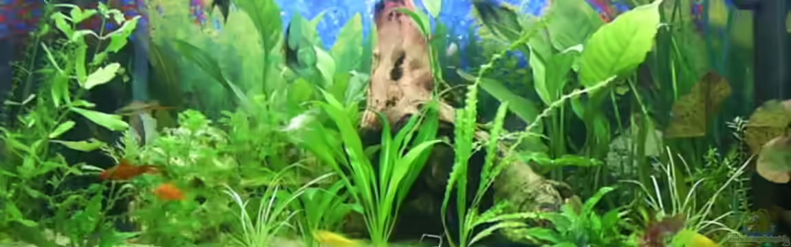 Becken 4453 von Sergej Reiswich