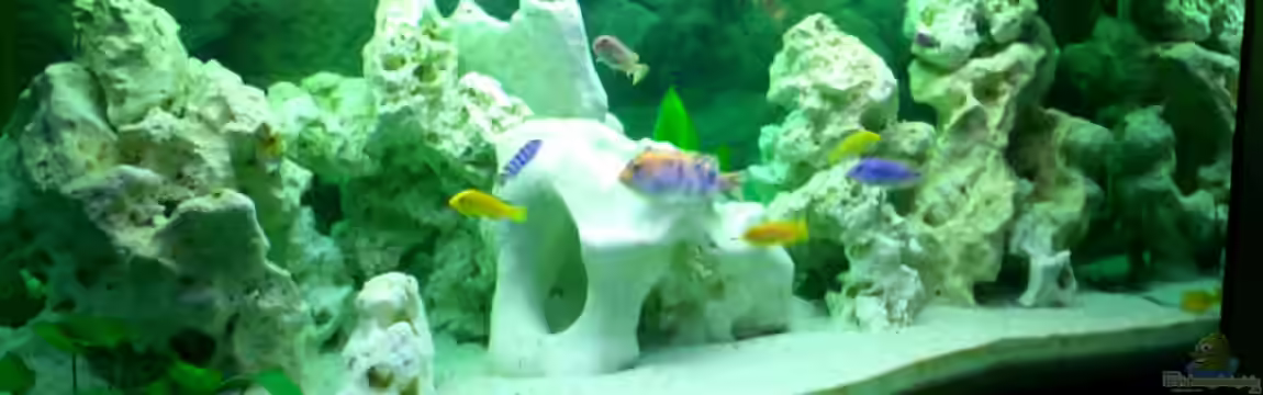 Becken 446 von Mario Gerber