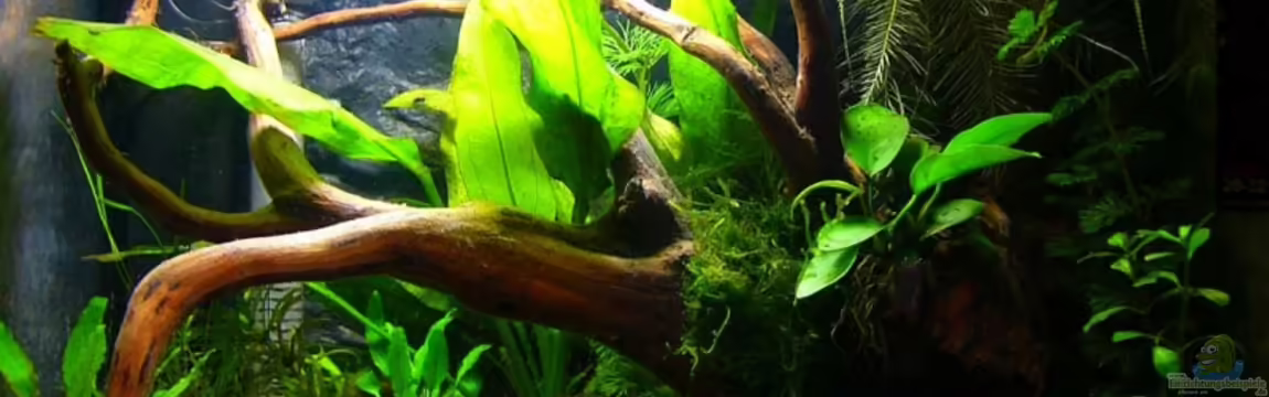 Becken 4462 von Andrea Lorenz