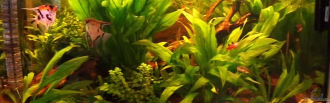 Becken 4467 von Hans Holten