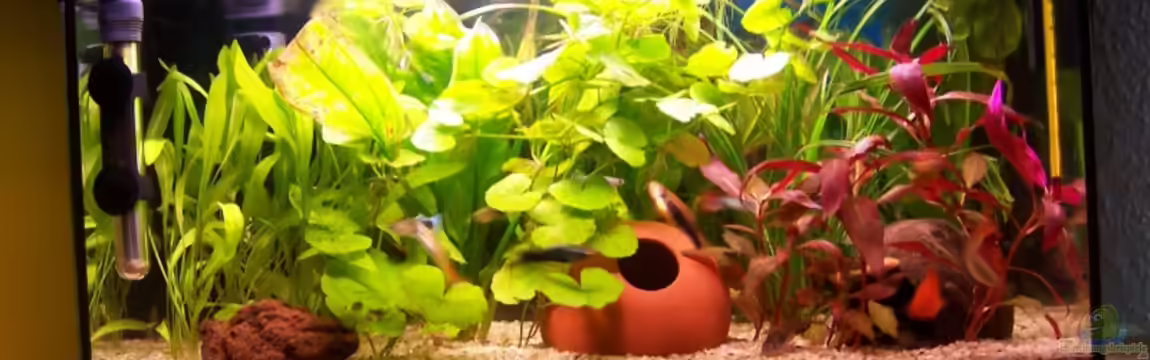 Becken 4478 von jhgfsjgfhl