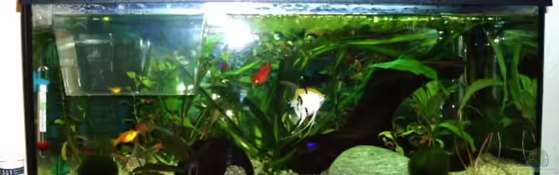 Becken 4483 von Martin Ziegele