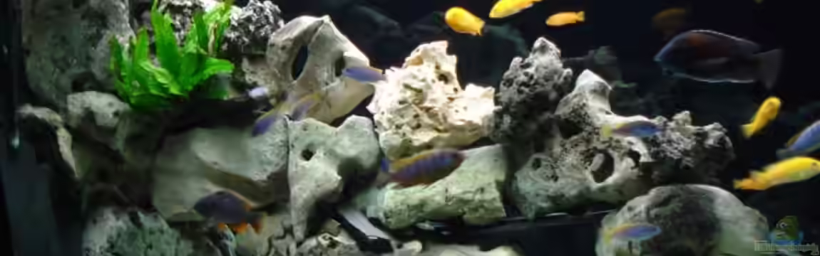 Becken 4511 von Miki Öry