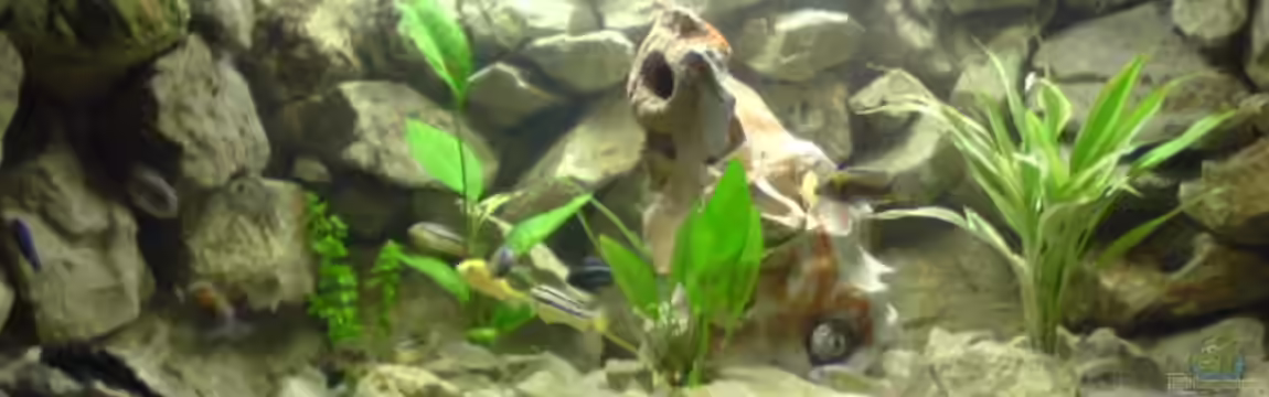 Becken 4523 von Christian Müller