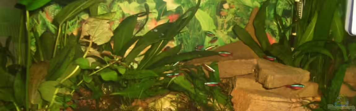 Becken 4544 von Hans Holten