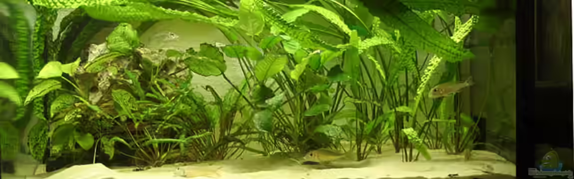 Becken 455 von Andreas Werth