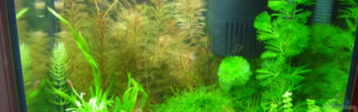 Becken 4558 von Franziska Pfeiffer