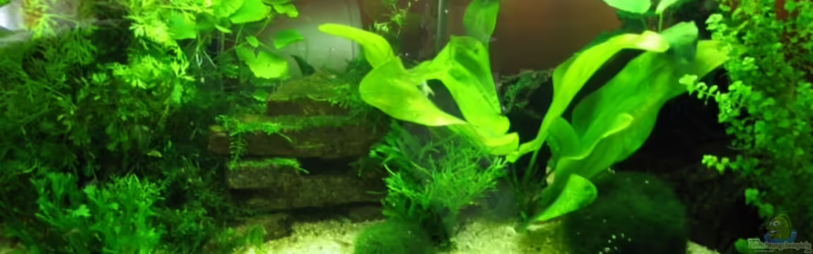 Becken 4598 von Monika Maier