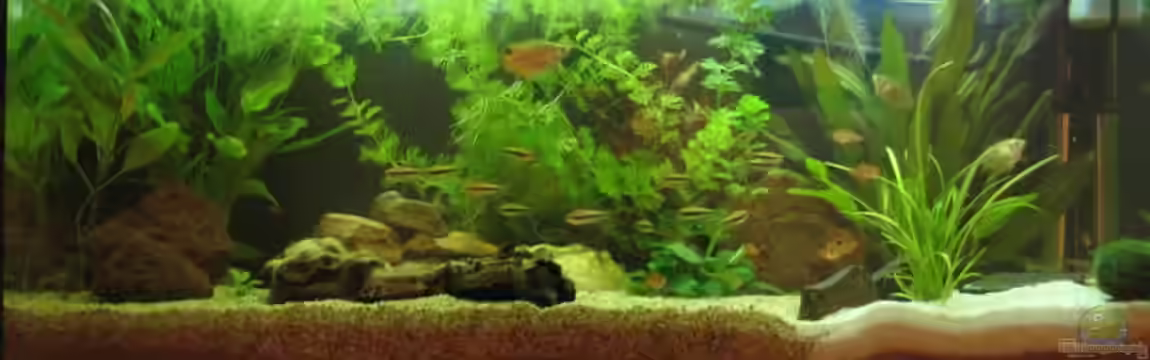 Becken 4631 von Eleni Korostelis