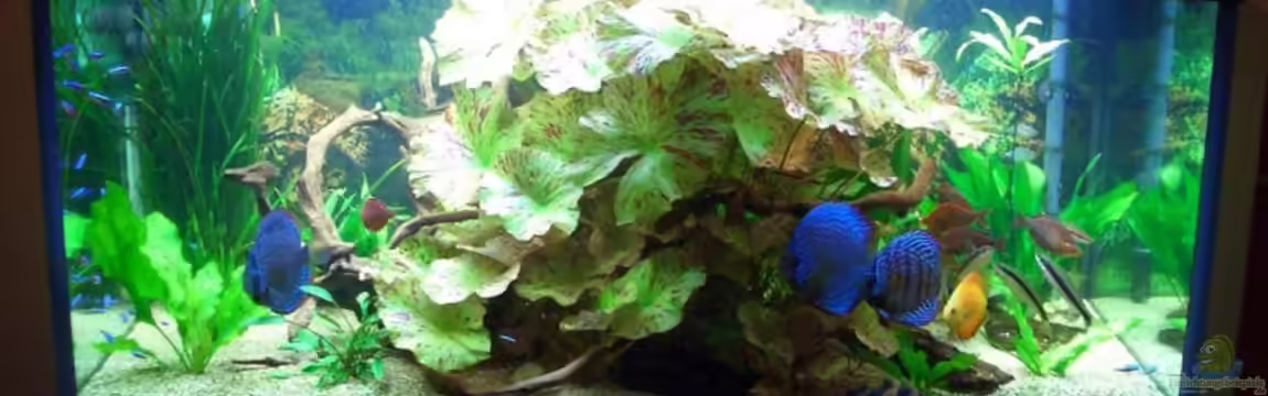 Becken 4641 von Stefan Andres